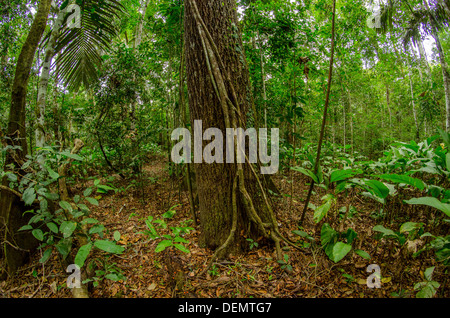 Jacareuba oder Lagarto Caspi Calophyllum Brasiliense Regenwald Nutzholzbaum, Manu Nationalpark Peru Stockfoto