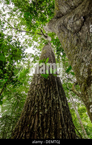 Jacareuba oder Lagarto Caspi Calophyllum Brasiliense und Brosimum (rechts) Regenwald Holz Bäume, Manu Nationalpark Peru Stockfoto