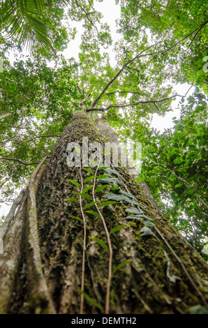 Jacareuba oder Lagarto Caspi Calophyllum Brasiliense Regenwald Nutzholzbaum, Manu Nationalpark Peru Stockfoto