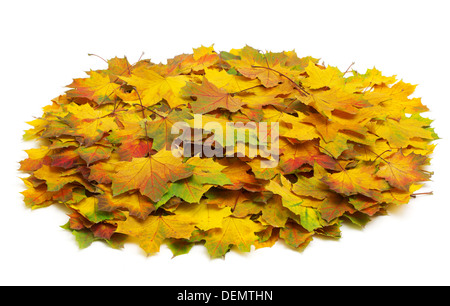 Herbst Maple leafs isoliert auf einem weißen Stockfoto
