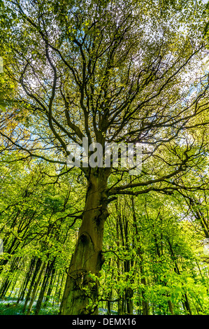 Mariners Hügel Westerham Kent England UK Europa Bluebell Glockenblumen, die Blumen Frühling Teppich Weg Holz Waldgrün frische neue Stockfoto