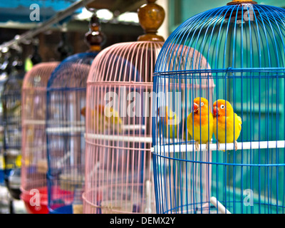 Sittiche in bunten Käfigen zum Verkauf an Vogelmarkt. Stockfoto