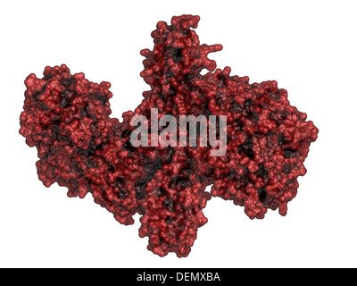 Botulinum Toxin neurotoxische Proteine. Von Clostridium Botulinum produziert. Kosmetisch verwendet, um Falten zu behandeln. Stockfoto