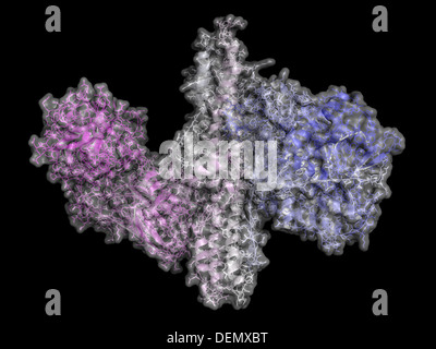 Botulinum Toxin neurotoxische Proteine. Von Clostridium Botulinum produziert. Kosmetisch verwendet, um Falten zu behandeln. Stockfoto