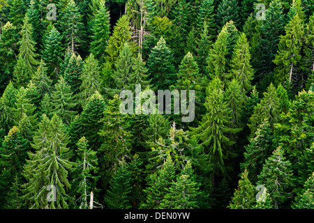 Tanne Baum Wald voller im Apuseni Berge-Rumänien, Luftbild. Stockfoto