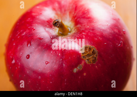 Obst Krankheit Apple Schorf Läsionen auf rote Schale Stockfoto