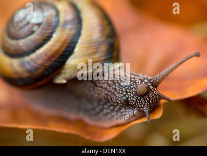 21. September 2013 - Roseburg, Oregon, USA - schiebt sich eine große Pacific Seitenband Schnecke über einen bunten Herbst Blatt in einem Waldgebiet in der Nähe von Roseburg. (Bild Kredit: Robin Loznak/ZUMAPRESS.com ©) Stockfoto