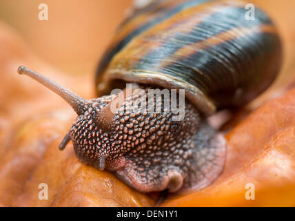 21. September 2013 - Roseburg, Oregon, USA - schiebt sich eine große Pacific Seitenband Schnecke über einen bunten Herbst Blatt in einem Waldgebiet in der Nähe von Roseburg. (Bild Kredit: Robin Loznak/ZUMAPRESS.com ©) Stockfoto