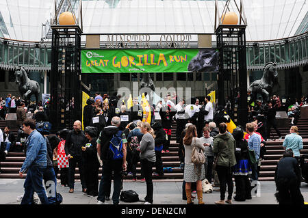 London, UK. 21. September 2013. Die Great Gorilla Run findet in London, Vereinigtes Königreich. Jetzt hat das Ereignis in ihrem 10ten Jahr, mehr als £ 1,9 Millionen für die Erhaltung der biologischen Vielfalt und Projekten zur Reduktion von Armut in Zentralafrika ausgelöst. Seit der ersten großen Gorilla Run im Jahr 2003 haben Tausende von Menschen zog ihren Gorilla-Anzügen und trat der 7 k Volkslauf Route beginnend am Mincing Hof in der Stadt und einige der berühmtesten Wahrzeichen Londons, darunter der Tower of London und St. Pauls Kathedrale vorbei. Bildnachweis: Siehe Li/Alamy Live News Stockfoto