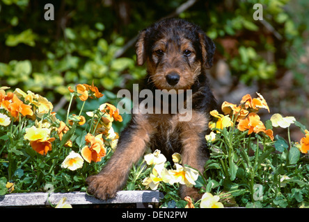 Airedale Terrier Welpen in Blumen Stockfoto