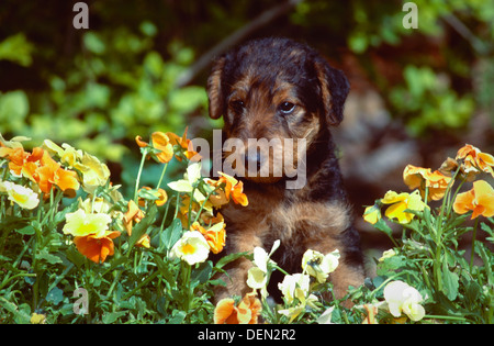 Airedale Terrier Welpen in Blumen Stockfoto