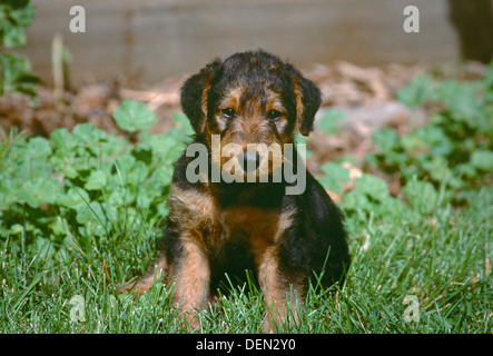 Airedale Terrier Welpen in Rasen Stockfoto