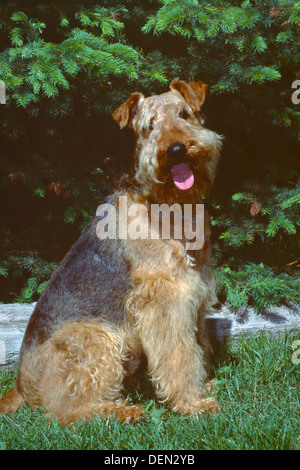 Airedale Terrier sitzen in Rasen Stockfoto