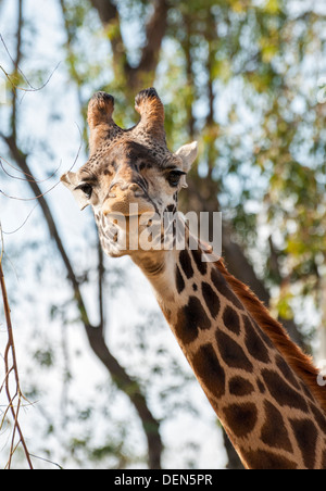 Kalifornien, San Diego Zoo Giraffe (Giraffa Camelopardais) Stockfoto