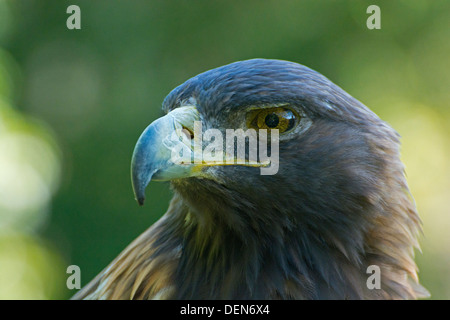 Nahaufnahme von einem goldenen Adler. Stockfoto
