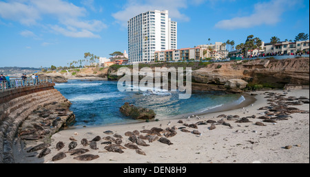 Kalifornien, La Jolla, Kinderstrand Pool Seehunde ruhen Stockfoto