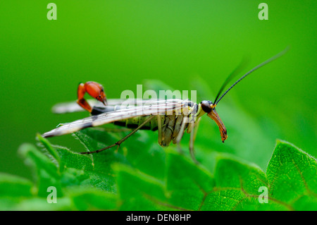 Männlichen Scorpion Fly auf Nesselblatt. Dorset, UK Juli 2012 Stockfoto