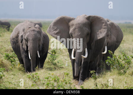 Herde der Afrikanischen Busch Elefanten oder afrikanischen Savanne Elefant (loxodonta Africana). Amboseli National Park Kenia. Afrika Stockfoto
