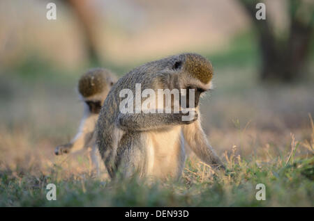 Meerkatze (chlorocebus pygerythrus) um die Lodge im Amboseli Nationalpark in Kenia. Stockfoto