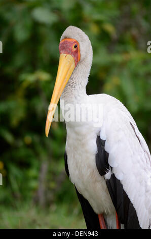 Nimmersatt, mycteria Ibis, ist ein großes Planschbecken Vogel in die storchenfamilie. See navisha ciconiidae, Kenia, Afrika Stockfoto