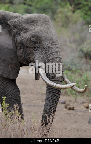 Im afrikanischen Busch Elefanten oder afrikanischen Savanne Elefant (loxodonta Africana). Lake Manyara National Park. Tansania, Ostafrika Stockfoto