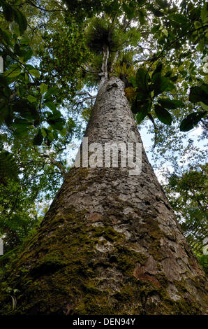 Große Kauri Baum suchen der Trunk aus Boden trounson Kauri Park, Northland, Neuseeland Stockfoto
