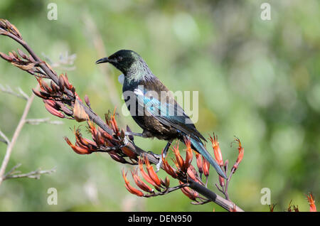 Tui Fütterung auf Flachs Blumen. prosthemadera Novaeseelandiae. Native Bird. tutukaka, Northland, Neuseeland. Stockfoto