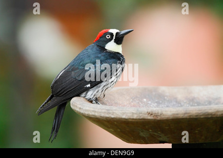 Eichel Specht (Melanerpes Formicivorus) Erwachsenen gehockt Vogel Bad, Costa Rica, Mittelamerika Stockfoto