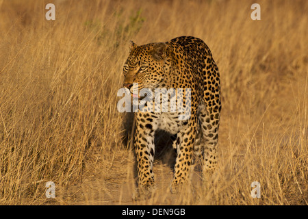 Erwachsene weibliche Leoparden (Panthera Pardus) zu Fuß in Richtung der Kamera auf die große Wiese in Londolozi, Sabi Sand, Südafrika. Stockfoto