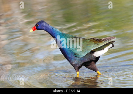 Amerikanische lila Gallinule (Porphyrio Martinicus) Erwachsenen laufen im flachen Wasser, Everglades, Florida, USA Stockfoto