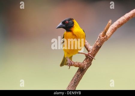 Black-headed Weber (Ploceus Melanocephalus) Männchen thront auf Zweig, Amboseli, Kenia, Ostafrika Stockfoto