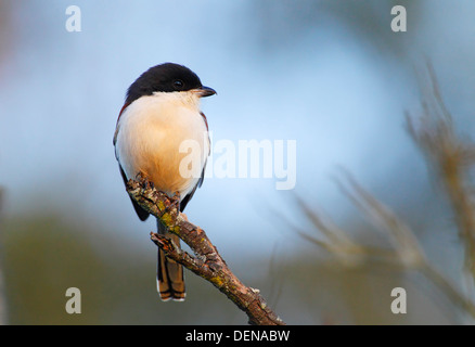 Burmesische Würger (Lanius Collurioides) Erwachsenen hoch im Baum, Da Lat, Vietnam, Asien Stockfoto