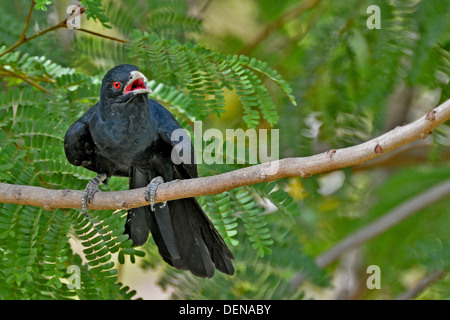 Eine asiatische Koel (männlich) suchen verwirrt etwas. Stockfoto