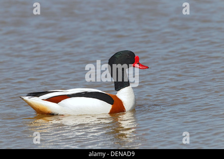 gemeinsamen Brandgans (Tadorna Tadorna) Männchen schwimmen auf dem Wasser, Cley, Norfolk, England, Vereinigtes Königreich, Europa Stockfoto