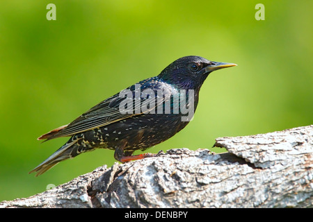 gemeinsamen Star (Sturnus Vulgaris) Erwachsene stehen am Baum, Bulgarien, Europa Stockfoto