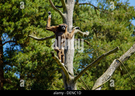 Ein Klammeraffe unter der Leitung von Braun ist auf einen Baum klettern. Stockfoto