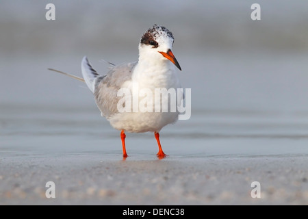 Forster Seeschwalbe (Sterna Forsteri), Erwachsene im Winter Gefieder stehen am Strand, Florida, USA Stockfoto