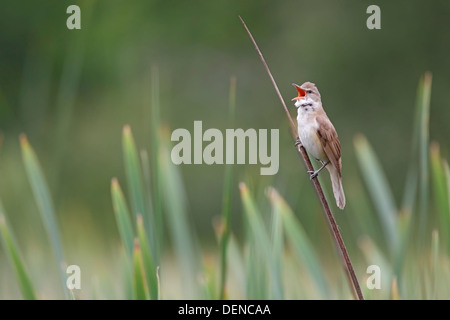 große Reed Warbler (Acrocephalus Arundinaceus) erwachsenen männlichen Gesang in Reed Bett, Bulgarien, Europa Stockfoto