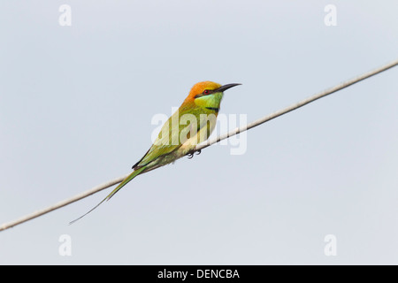 grüne Biene-Esser (Merops Orientalis) Erwachsenen thront auf Draht, Mekong-Delta, Vietnam, Asien Stockfoto