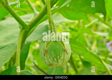 Thai Green Aubergine auf Baum Stockfoto