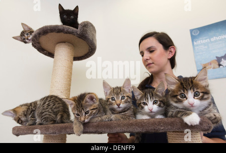 In Battersea Hunde & Cats Home, London, wo Freiwillige Kätzchen der Presse zeigen, wer potenzielle königliche Namen gegeben haben. Stockfoto