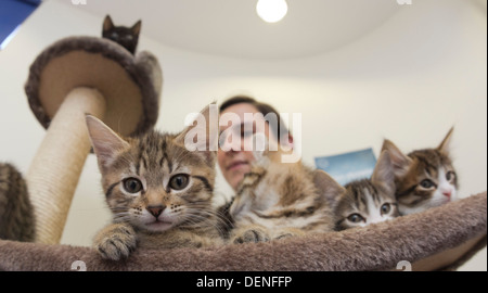 In Battersea Hunde & Cats Home, London, wo Freiwillige Kätzchen der Presse zeigen, wer potenzielle königliche Namen gegeben haben. Stockfoto