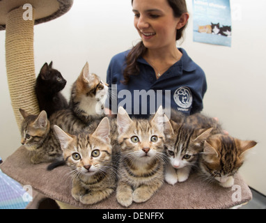 In Battersea Hunde & Cats Home, London, wo Freiwillige Kätzchen der Presse zeigen, wer potenzielle königliche Namen gegeben haben. Stockfoto