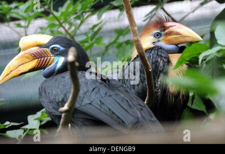 Ein drei Monate altes genoppten Hornbill (Aceros Cassidix) (R) sitzt neben der Mutter (L) in die Vögel park Walsrode, Deutschland, 13. September 2013. Ursprünglich, die Vögel Leben in den Regenwäldern von Sulawesi in Indonesien. Foto: HOLGER HOLLEMANN/dpa Stockfoto