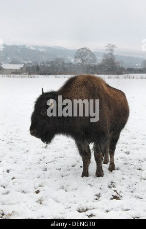 Bison im Schnee, die auf dem Rhug Anwesen Bio-Bauernhof in der Nähe von Corwen, Wales gezüchtet werden Stockfoto