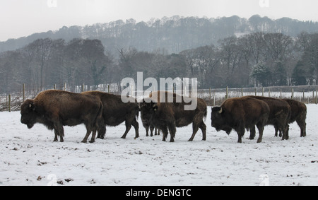 Bison im Schnee, die auf dem Rhug Anwesen Bio-Bauernhof in der Nähe von Corwen, Wales gezüchtet werden Stockfoto