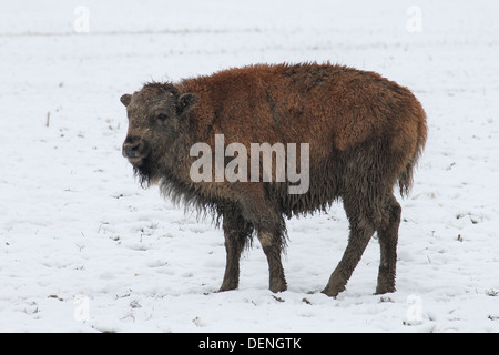 Bison im Schnee, die auf dem Rhug Anwesen Bio-Bauernhof in der Nähe von Corwen, Wales gezüchtet werden Stockfoto