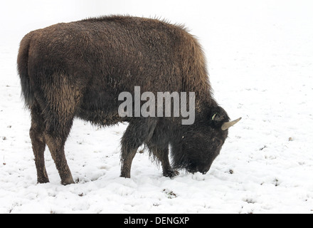 Bison im Schnee, die auf dem Rhug Anwesen Bio-Bauernhof in der Nähe von Corwen, Wales gezüchtet werden Stockfoto