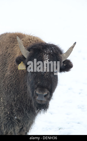 Bison im Schnee, die auf dem Rhug Anwesen Bio-Bauernhof in der Nähe von Corwen, Wales gezüchtet werden Stockfoto