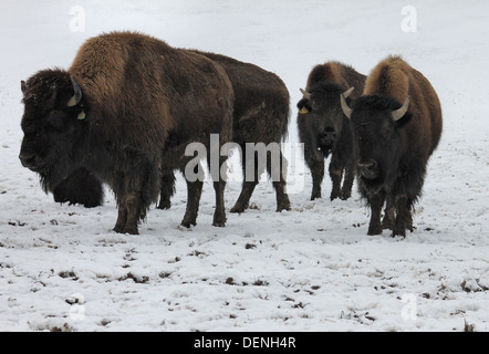 Bison im Schnee, die auf dem Rhug Anwesen Bio-Bauernhof in der Nähe von Corwen, Wales gezüchtet werden Stockfoto